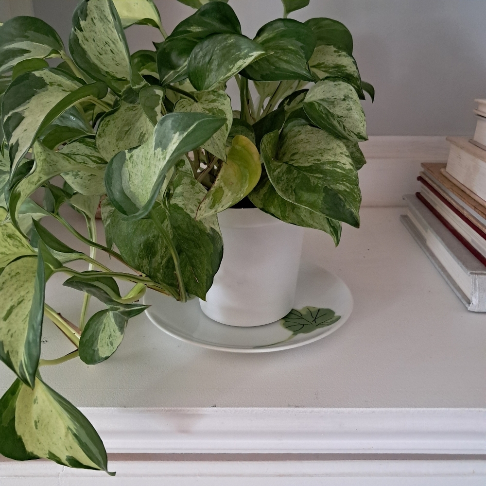 Geraniums Vera for Mikasa Plates - Picture 8 of 9